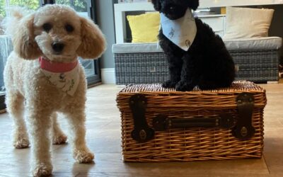 Dog & Owner Bandana Set – Puppy Collection™